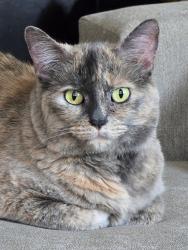 Lost Female Cat last seen Crestlinr, Spokane, WA 99208