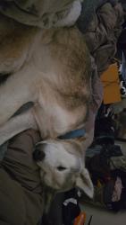 Reunited Male Dog last seen Hilltop Markey, Kelso, WA 98626