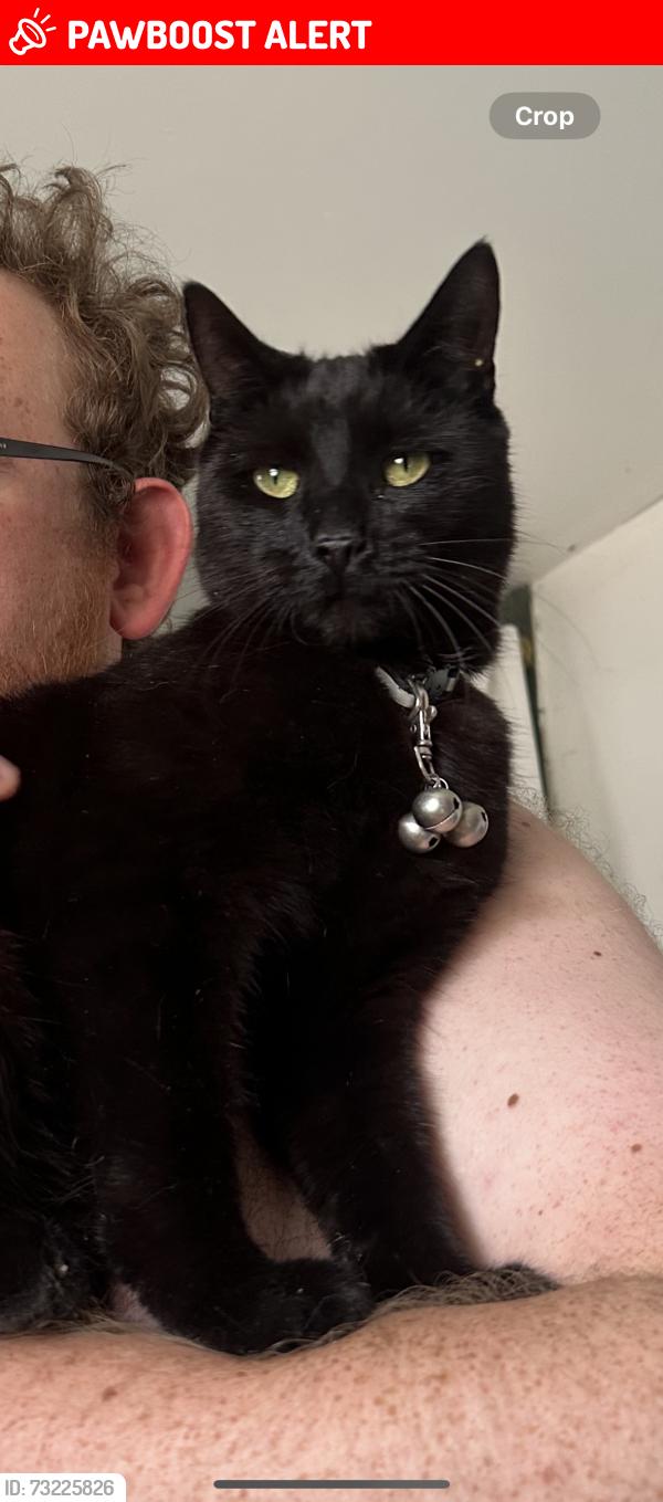 Lost Male Cat last seen Near the community hall, Greenmeadow, Wales NP44 4LE