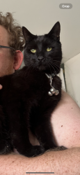 Lost Male Cat last seen Near the community hall, Greenmeadow, Wales NP44 4LE
