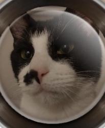 Lost Male Cat last seen Les Gov Park, Auburn, WA 98002