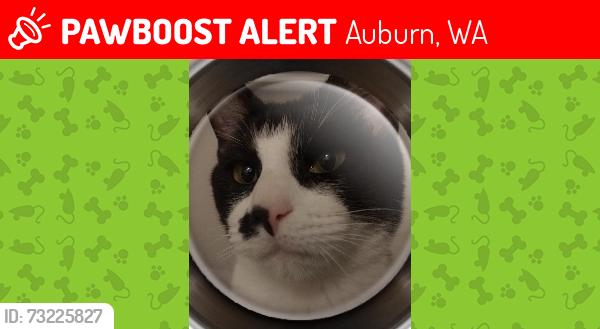 Lost Male Cat last seen Les Gov Park, Auburn, WA 98002