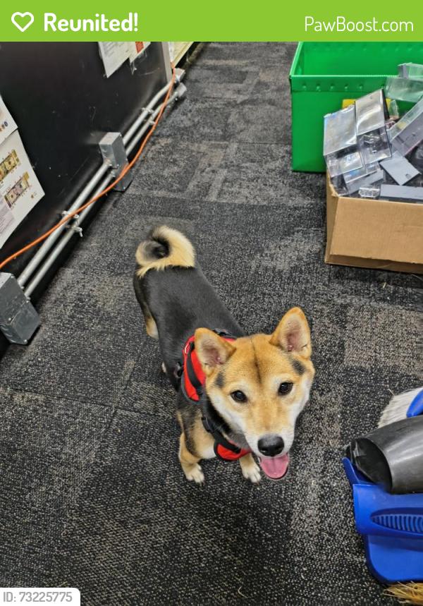 Reunited Unknown Dog last seen At cvs, St. Petersburg, FL 33702