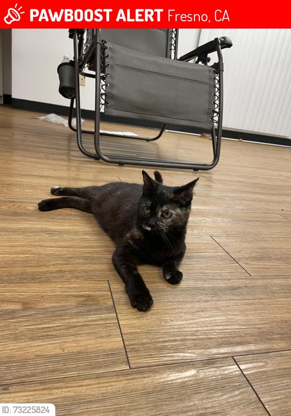 Lost Female Cat last seen Clovis and Clinton Avenues, Fresno, CA 93727