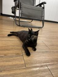 Lost Female Cat last seen Clovis and Clinton Avenues, Fresno, CA 93727