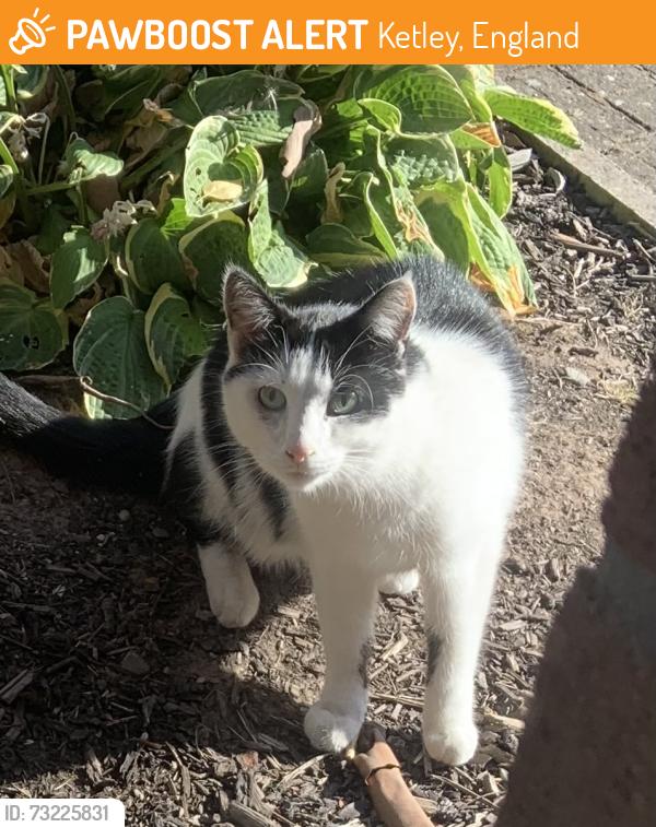 Found/Stray Unknown Cat last seen Ketley Telford, Ketley, England 