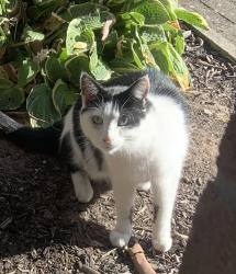 Found/Stray Unknown Cat last seen Ketley Telford, Ketley, England 