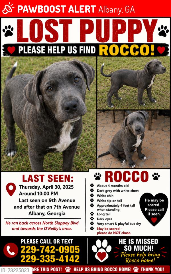 Lost Male Dog last seen Orileys, Liberty gas station, Taco Bell, HipHop, Woodalls N Slappy, Albany, GA. 8th Ave, Albany, GA 31701