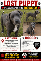 Lost Male Dog last seen Orileys, Liberty gas station, Taco Bell, HipHop, Woodalls N Slappy, Albany, GA. 8th Ave, Albany, GA 31701