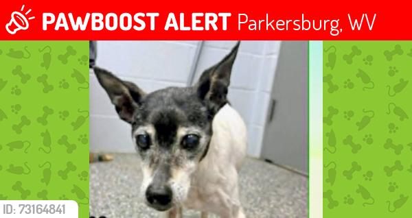 Lost Female Dog last seen Pike street parkersburg, Parkersburg, WV 26101