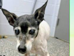 Lost Female Dog last seen Pike street parkersburg, Parkersburg, WV 26101