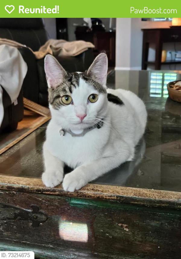 Reunited Male Cat last seen Aviary and Grand Teton, North Las Vegas, NV 89084