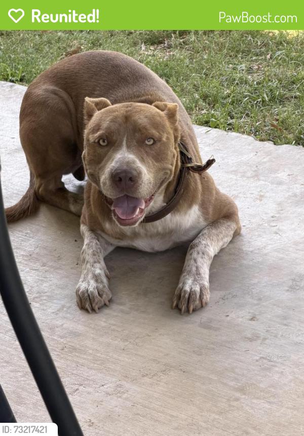 Reunited Male Dog last seen Ponderosa, Odessa, TX 79762