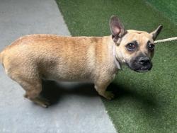 Shelter Stray Female Dog last seen , 5210 W Ave I, Lancaster, CA 93536, USA