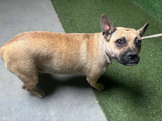 Shelter Stray Female Dog last seen , 5210 W Ave I, Lancaster, CA 93536, USA