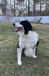 Reunited Male Dog last seen Buck Branch Rd, Pittsboro, NC, Chatham County, NC 27312