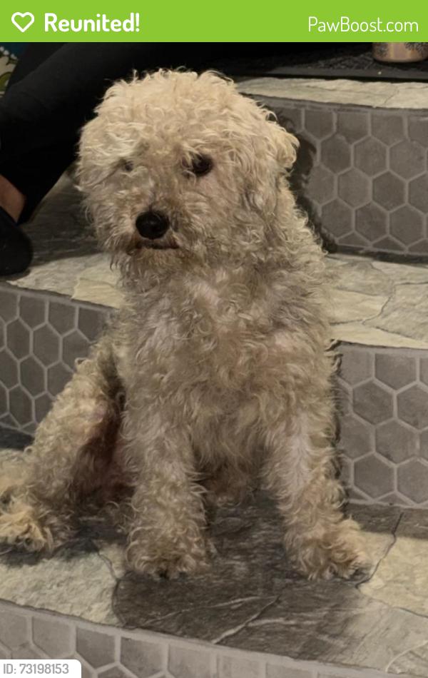 Reunited Male Dog last seen W Santa Clara ave and Bristol, Santa Ana, CA 92704