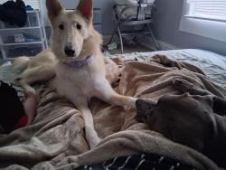 Lost Female Dog last seen Carrollton Rest Play, Outside Alpena, Arkansas, Alpena, AR 72611