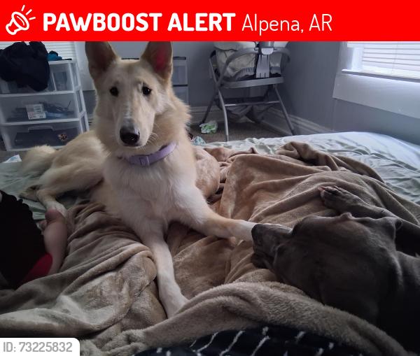 Lost Female Dog last seen Carrollton Rest Play, Outside Alpena, Arkansas, Alpena, AR 72611