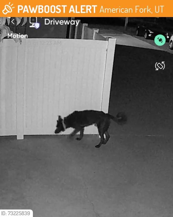 Found/Stray Unknown Dog last seen Driveway near 520 E and 300 N, American Fork, UT 84003