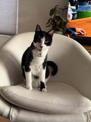 Lost Male Cat last seen Alley between Quincy and Prospect, Long Beach, CA 90803