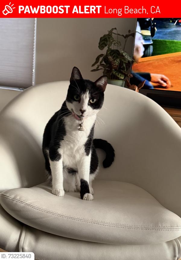 Lost Male Cat last seen Alley between Quincy and Prospect, Long Beach, CA 90803
