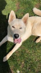 Reunited Male Dog last seen Sunrise Park in Troutdale, Troutdale, OR 97060