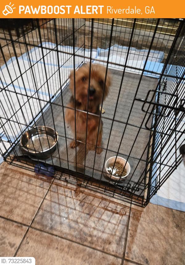 Found/Stray Male Dog last seen shangrila trl and whitefield dr, Riverdale, GA 30296