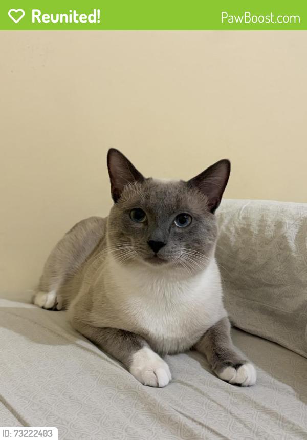 Reunited Male Cat last seen Near Ventnor Ln, Springfield, VA 22151, USA, Springfield, VA 22151