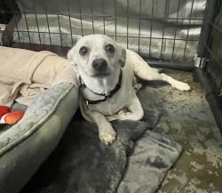 Shelter Stray Male Dog last seen Near Calle Solimar, Oceanside, CA, 92057, Oceanside, CA 92058, USA