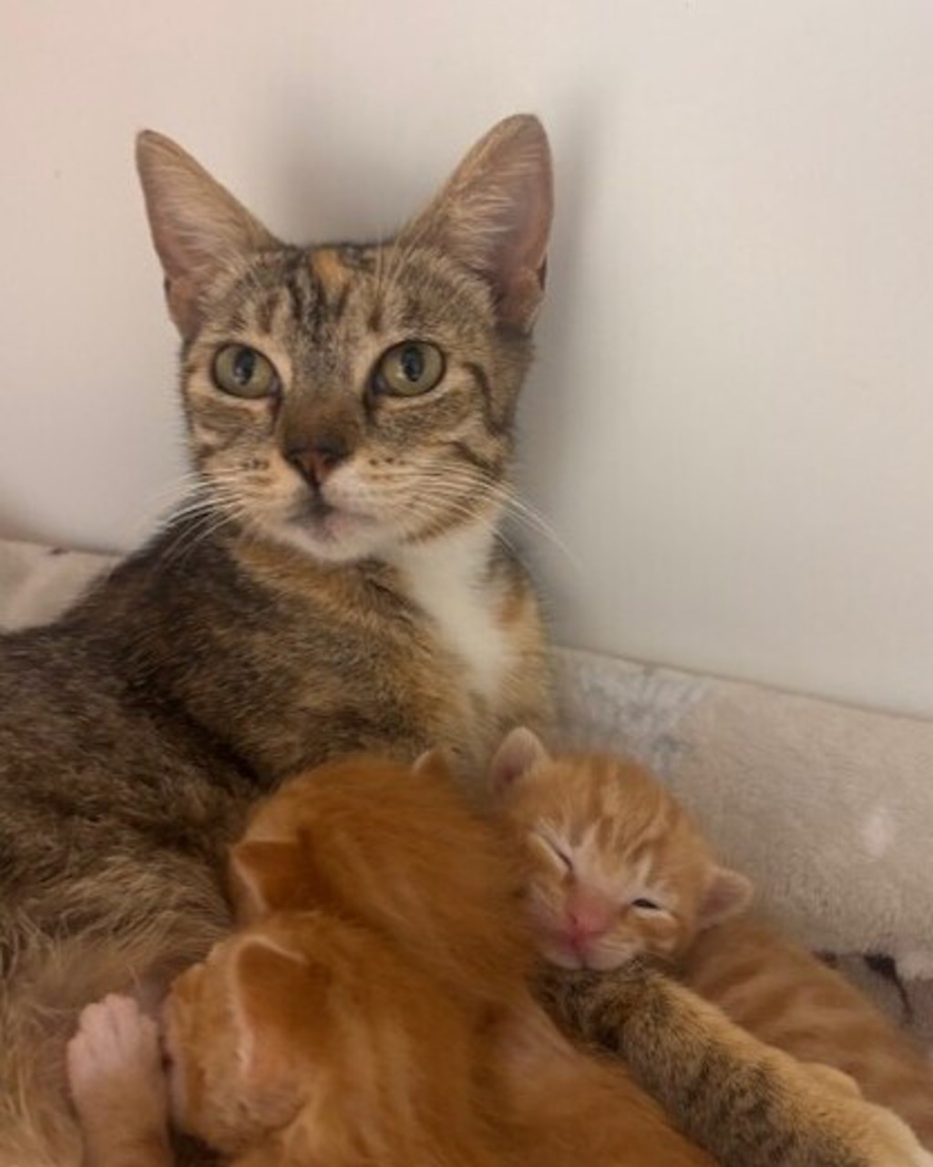 Shelter Stray Female Cat last seen Near Commercial Street, San Diego, CA, 92113, 5500 Gaines St, San Diego, CA 92110, USA