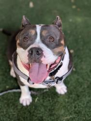 Shelter Stray Female Dog last seen Craven Road, San Marcos, CA, 92069, Oceanside, CA 92058, USA