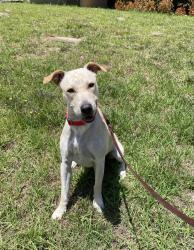 Shelter Stray Female Dog last seen Pier View Way, Oceanside, CA, 92054, Oceanside, CA 92058, USA