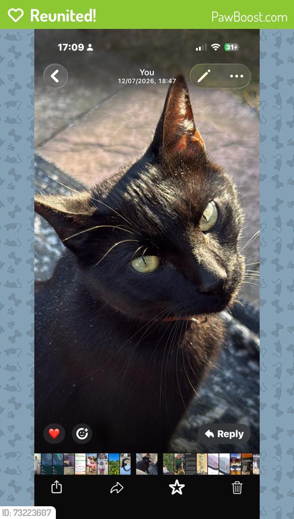 Reunited Male Cat last seen schrieber road, Suffolk, England IP4 4NP