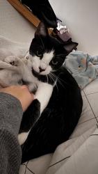 Lost Male Cat last seen Quincy and Broadway, Long Beach, CA 90803