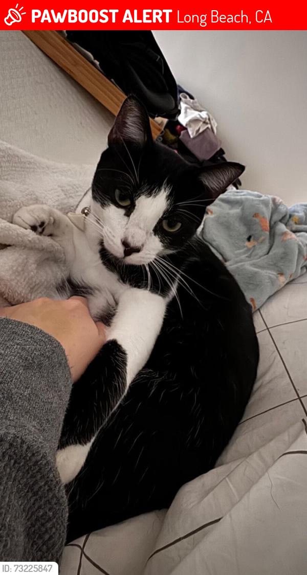 Lost Male Cat last seen Quincy and Broadway, Long Beach, CA 90803