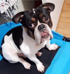 Lost Male Dog last seen Wildwood dr grand prairie tx, Grand Prairie, TX 75050