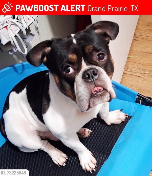 Lost Male Dog last seen Wildwood dr grand prairie tx, Grand Prairie, TX 75050