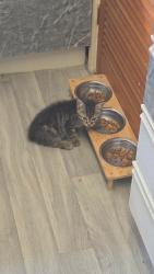 Reunited Male Cat last seen Garden Road, Wrexham Principal Area, Wales LL11 2NU