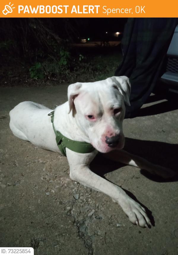 Found/Stray Male Dog last seen Spencer Road, Spencer, OK 73084