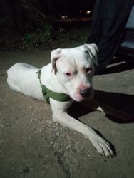 Found/Stray Male Dog last seen Spencer Road, Spencer, OK 73084