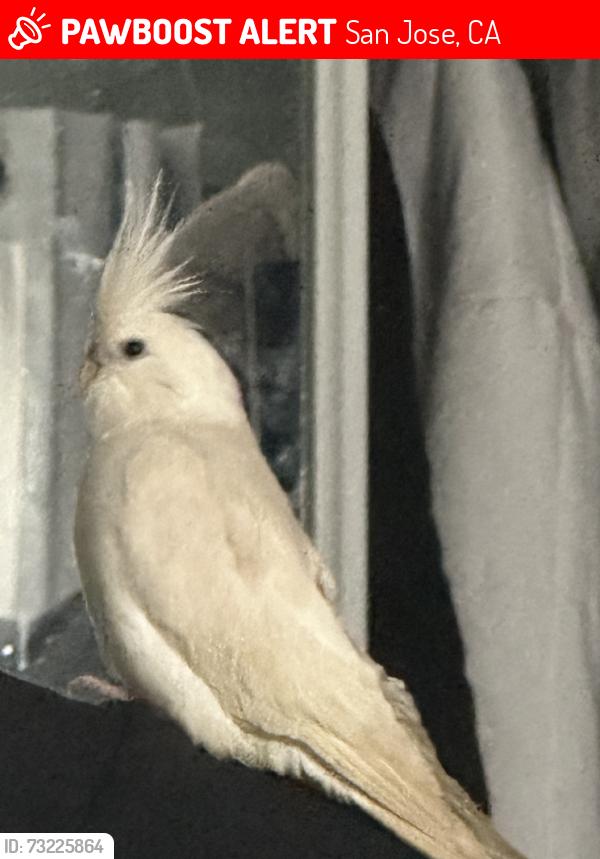 Lost Unknown Bird last seen Oxton dr & Eulalie dr, San Jose, CA 95121