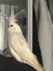 Lost Unknown Bird last seen Oxton dr & Eulalie dr, San Jose, CA 95121