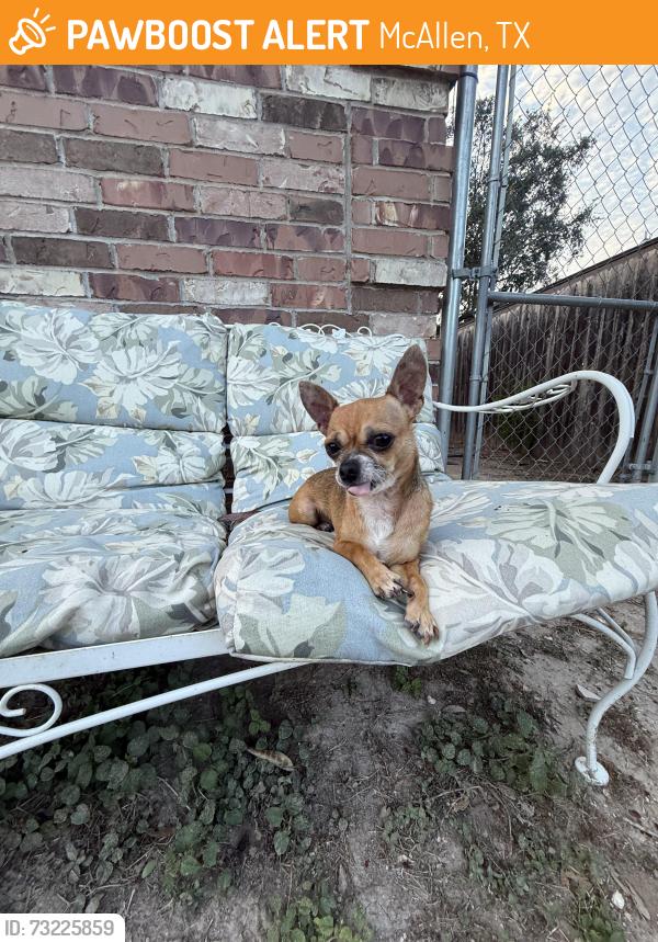 Found/Stray Female Dog last seen Near N 31st Lane, McAllen Tx, McAllen, TX 78501