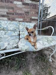 Found/Stray Female Dog last seen Near N 31st Lane, McAllen Tx, McAllen, TX 78501