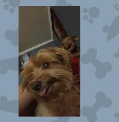 Reunited Male Dog last seen Near Woodland Park Dr, Houston, TX 77082, USA, Houston, TX 77082