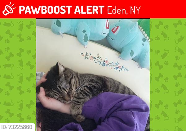 Lost Male Cat last seen Church, Eden, NY 14057