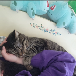 Lost Male Cat last seen Church, Eden, NY 14057