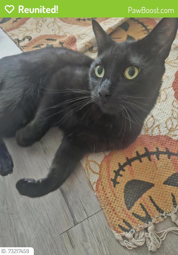 Reunited Male Cat last seen Belsize Avenue, Peterborough, England PE2 9HY