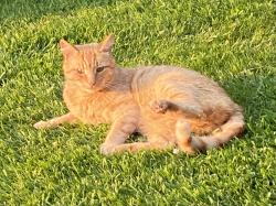 Reunited Male Cat last seen Near st Michael’s Drive, Appleby Magna, England 